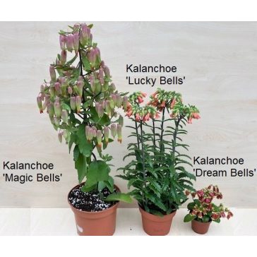 Kalanchoe 'Lucky Bells'  - after blooming