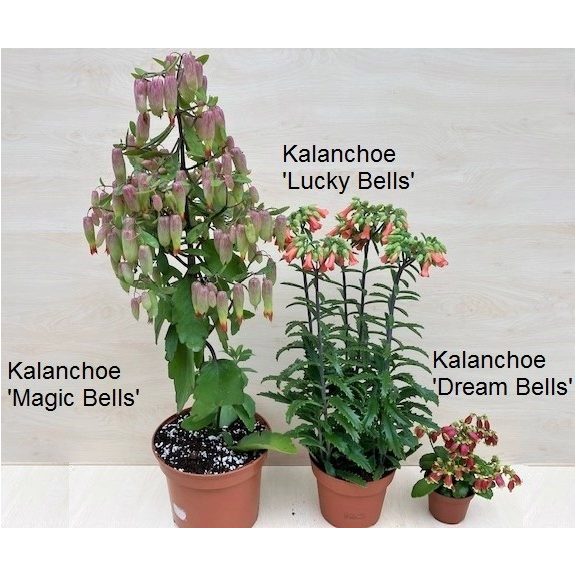 Kalanchoe 'Lucky Bells'  - after blooming