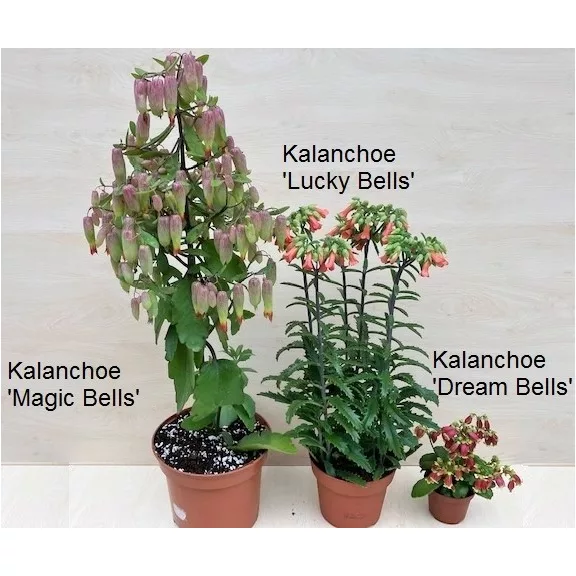 Kalanchoe 'Lucky Bells'  - after blooming