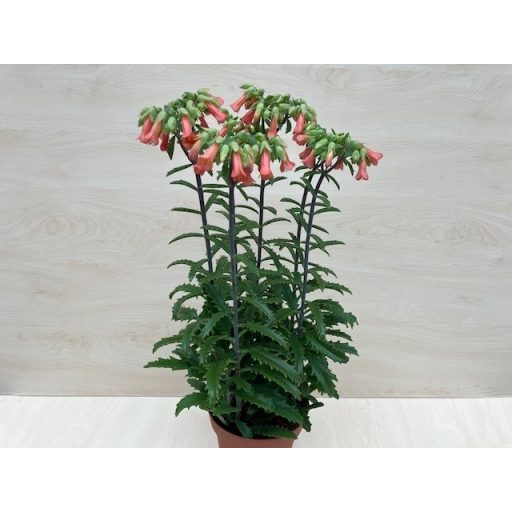 Kalanchoe 'Lucky Bells'  - after blooming