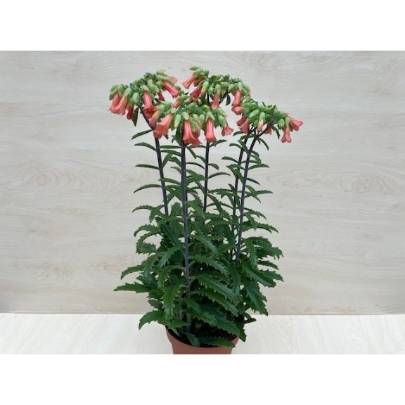 Kalanchoe 'Lucky Bells'  - after blooming