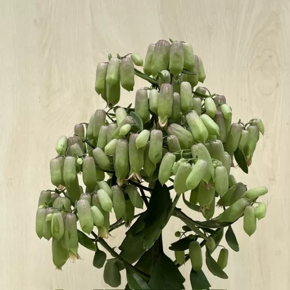 Kalanchoe 'Lucky Bells' 