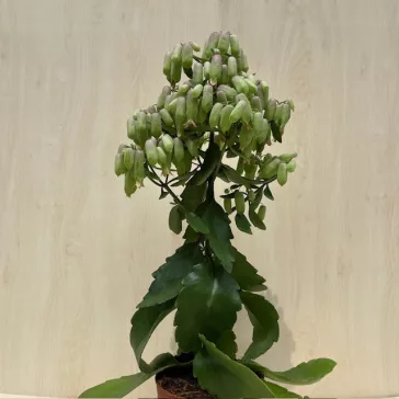 Kalanchoe 'Lucky Bells' 