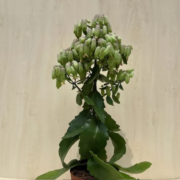 Kalanchoe 'Lucky Bells' 