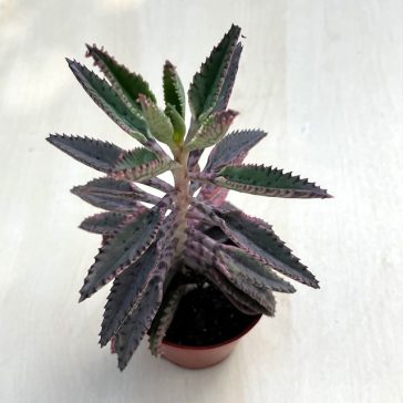 Kalanchoe 'Pink butterfly'