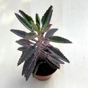 Kalanchoe 'Pink butterfly'