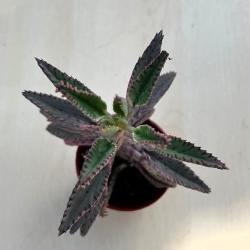 Kalanchoe 'Pink butterfly'