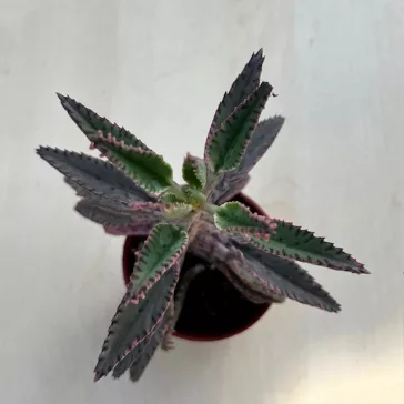Kalanchoe 'Pink butterfly'