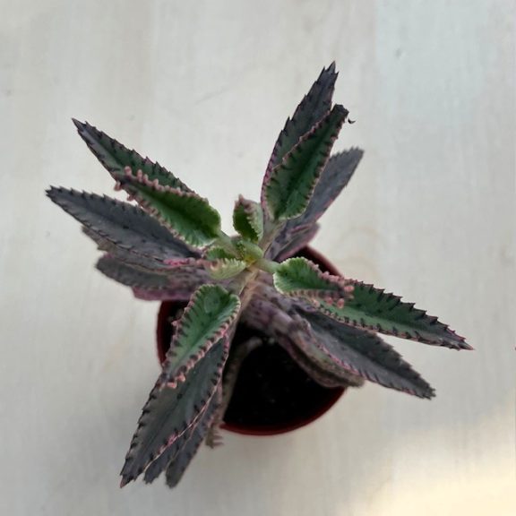 Kalanchoe 'Pink butterfly'