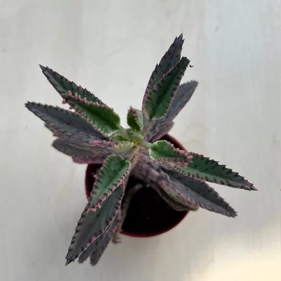 Kalanchoe 'Pink butterfly' Kalanchoe 'Pink butterfly'