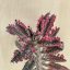 Kalanchoe 'Pink butterfly'