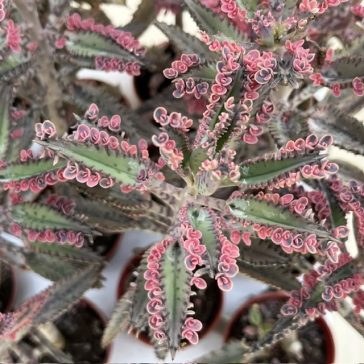 Kalanchoe 'Pink butterfly'