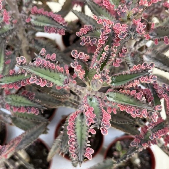 Kalanchoe 'Pink butterfly'