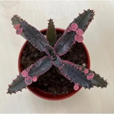 Kalanchoe 'Pink butterfly'