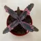 Kalanchoe 'Pink butterfly'