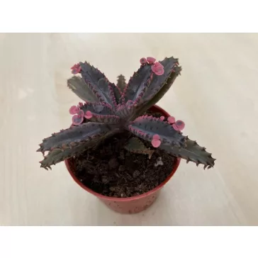 Kalanchoe 'Pink butterfly'