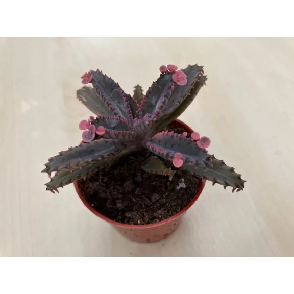 Kalanchoe 'Pink butterfly'