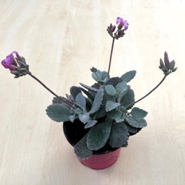 Kalanchoe pumila - Flower dust plant