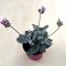 Kalanchoe pumila - Flower dust plant