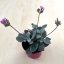 Kalanchoe pumila - Flower dust plant