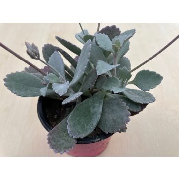 Kalanchoe pumila - Flower dust plant