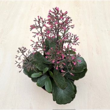 Kalanchoe ‘Surprising Canyon’