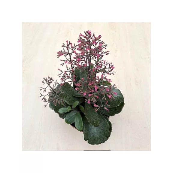 Kalanchoe ‘Surprising Canyon’ Kalanchoe ‘Surprising Canyon’