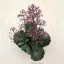 Kalanchoe ‘Surprising Canyon’