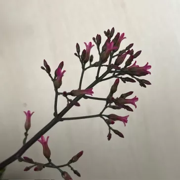 Kalanchoe ‘Surprising Canyon’
