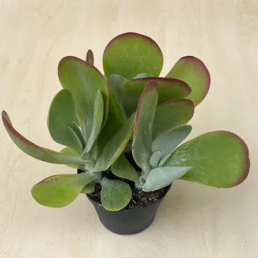 Kalanchoe thyrsiflora - Széleslevelű korallvirág