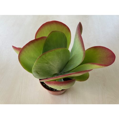 Kalanchoe thyrsiflora - Széleslevelű korallvirág