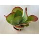 Kalanchoe thyrsiflora - Széleslevelű korallvirág