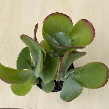 Kalanchoe thyrsiflora - Széleslevelű korallvirág