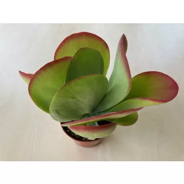 Kalanchoe thyrsiflora - Széleslevelű korallvirág