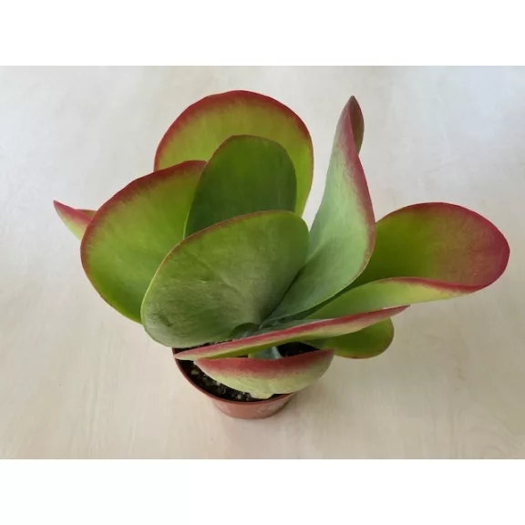 Kalanchoe thyrsiflora - Széleslevelű korallvirág Kalanchoe thyrsiflora - Széleslevelű korallvirág