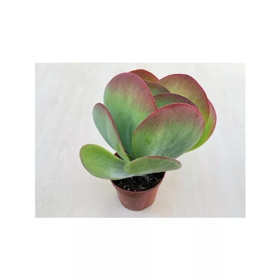 Kalanchoe thyrsiflora - Széleslevelű korallvirág Kalanchoe thyrsiflora - Széleslevelű korallvirág