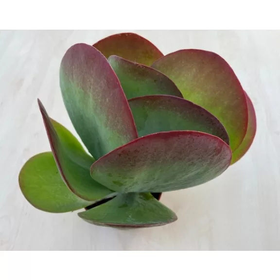 Kalanchoe thyrsiflora - Széleslevelű korallvirág Kalanchoe thyrsiflora - Széleslevelű korallvirág