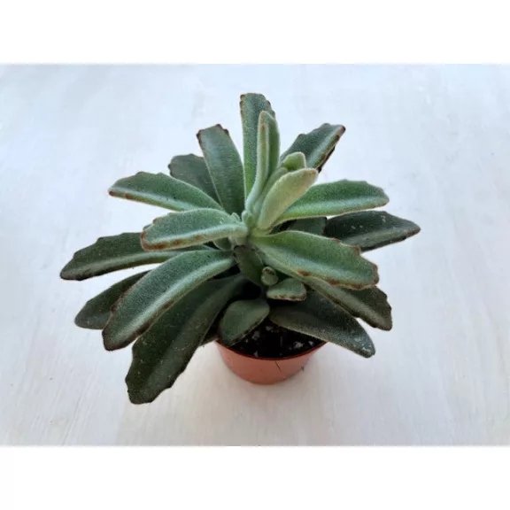 Kalanchoe tomentosa Kalanchoe tomentosa