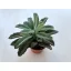 Kalanchoe tomentosa
