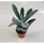 Kalanchoe tomentosa - Cicafülű korallvirág