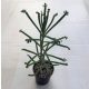 Kalanchoe tubiflora