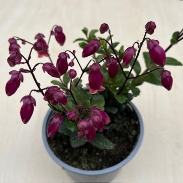 Kalanchoe ‘Wendy’  - Pendent flowered Kalanchoe