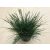 Kék csenkesz - Festuca glauca
