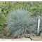 Festuca glauca 'Elijah Blue'