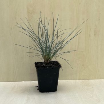 Festuca glauca 'Elijah Blue'