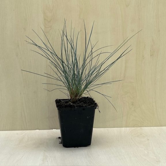 Festuca glauca 'Elijah Blue'