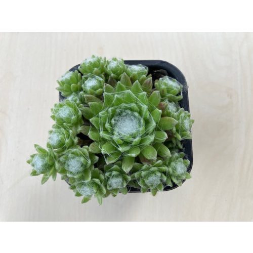 Sempervivum 100
