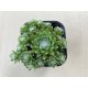 Sempervivum 100