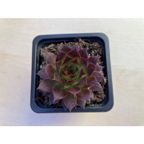 Sempervivum 101