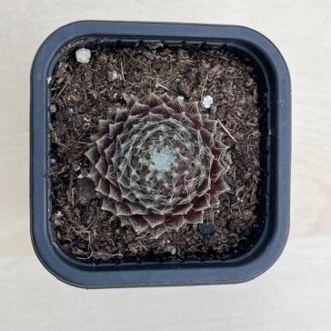 Sempervivum 101
